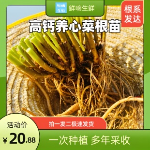 高钙养心菜救心菜景天三七费菜根苗可食用四季盆栽苗保健蔬菜包邮