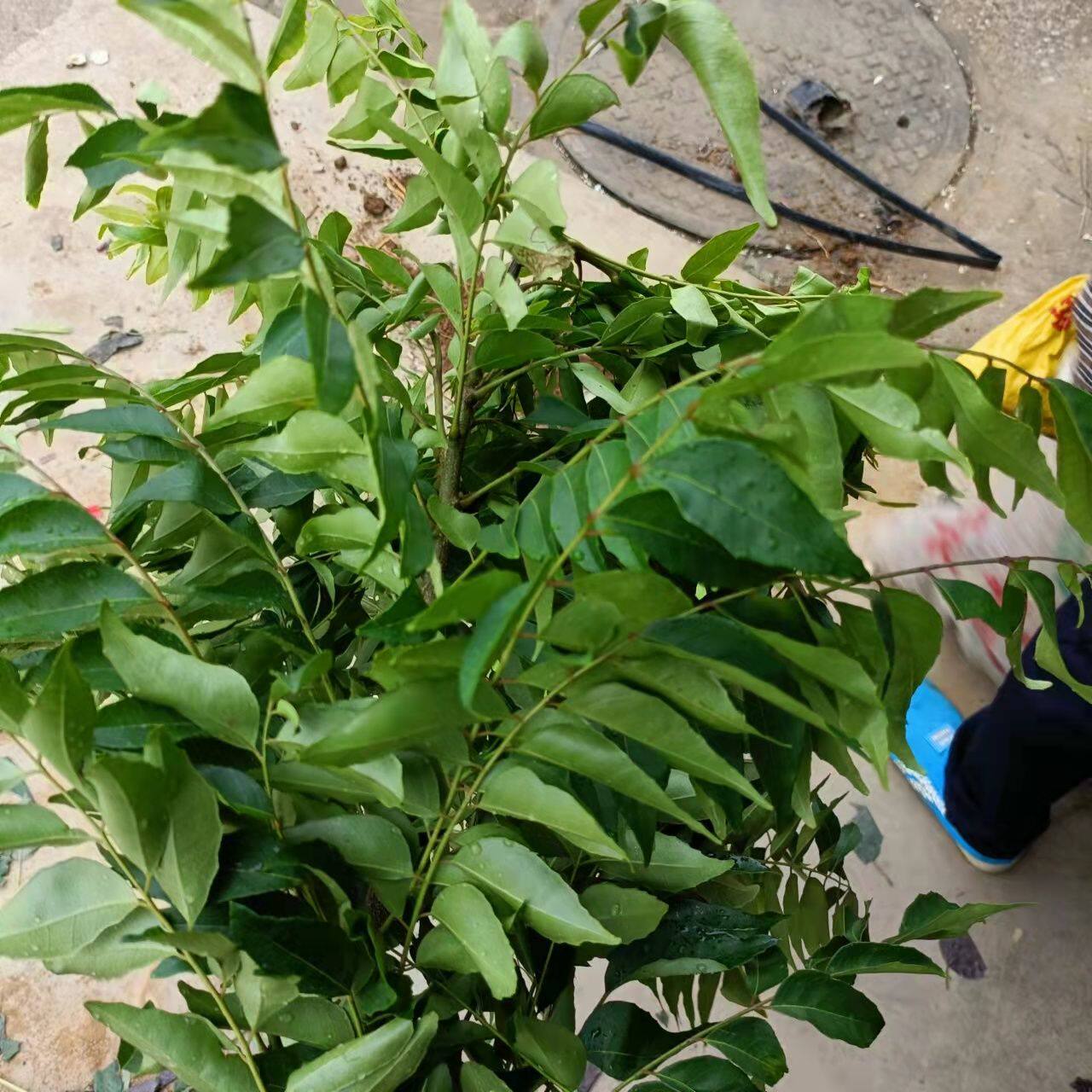 新鲜咖喱叶 印度九里香叶麻纹叶curryleaves 咖喱炒饭东南亚香料