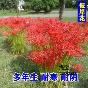 花卉 彼岸花盆栽曼珠沙华花种子种孑红花换锦石蒜大种球室内外四季