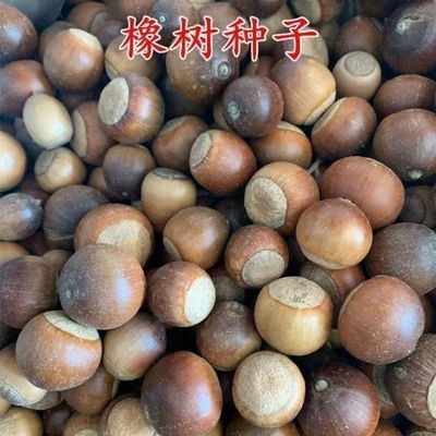 优质林木种子 橡树种子 新采苗木种子 栎树种子 栗茧 蒙古栎