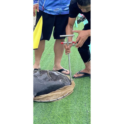 鬼手石斑铅头钩大物钩加强盲曹