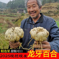 正宗龍牙百合農(nóng)家自種現(xiàn)挖現(xiàn)發(fā)