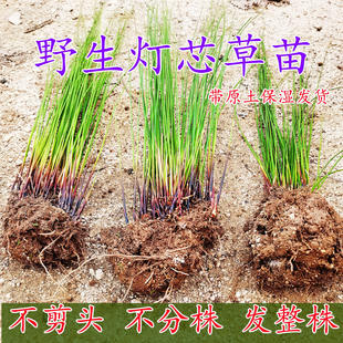 灯芯草种苗龙须草水灯芯庭院绿化盆栽中草药苗可食用中药材