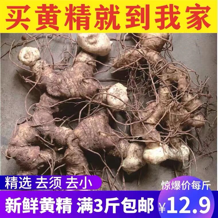 黄精老虎姜新鲜鸡头参泡酒煲汤泡茶姜形多花种黄精苗