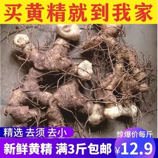 黄精老虎姜新鲜鸡头参泡酒煲汤泡茶姜形多花种黄精苗
