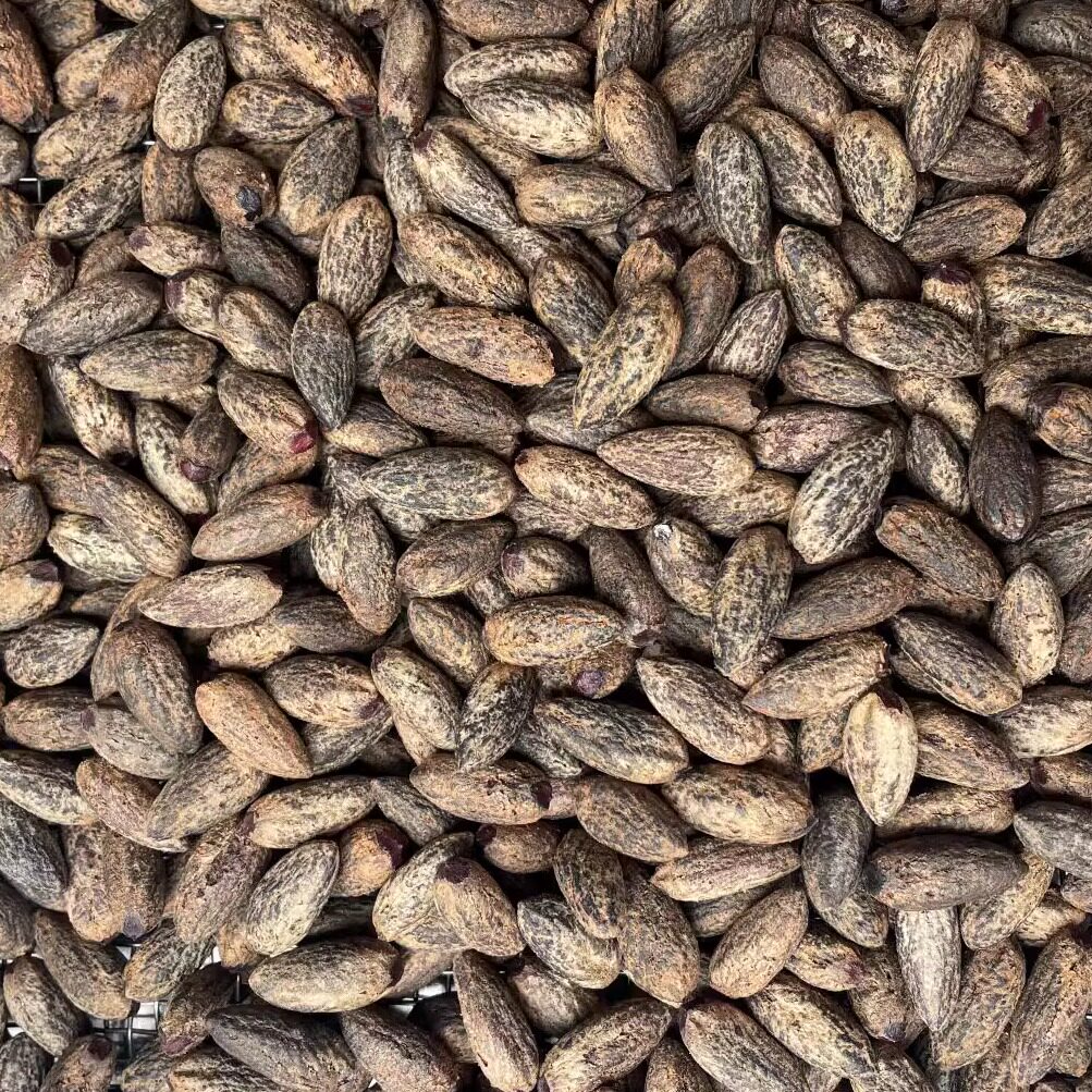 绍兴特产稽东香榧子去壳香榧子仁坚果零食原材料生籽