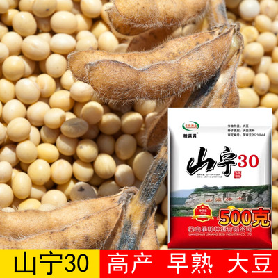 高产早熟大面积黄豆种子