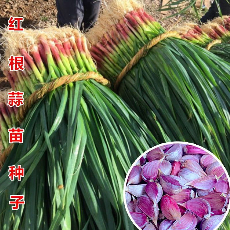 四川红根蒜苗种子香蒜硬叶蒜苗