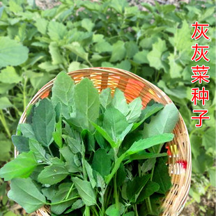 灰灰菜种子纯野生农家蔬菜种子灰条菜鹤顶菜草灰菜阳台盆栽种子