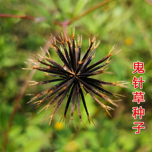 野生中草药三叶鬼针草粘人草种子籽春秋种植易种药用植物药材种子