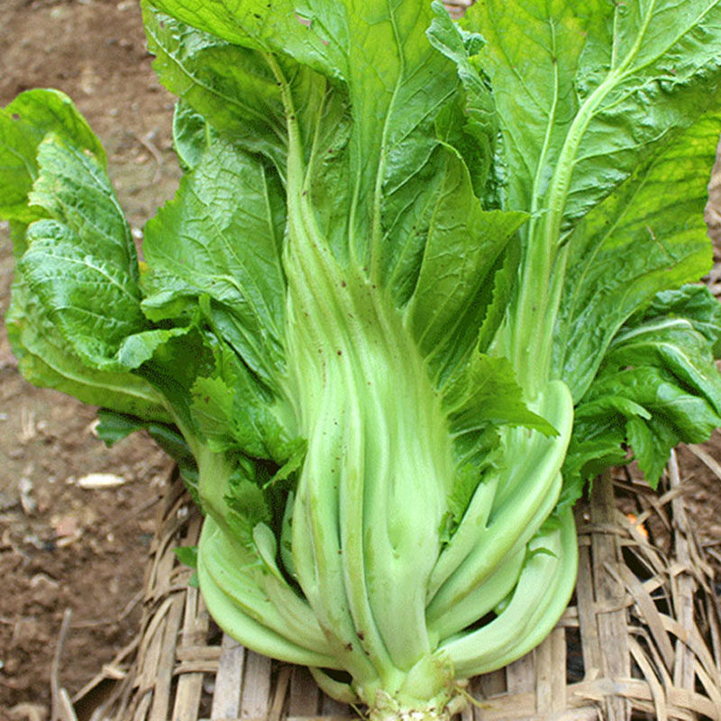 芥菜种子大肉包心芥种籽秋冬季播大田高产蔬菜老坛酸菜鱼泡菜种孑,鲜花速递/花卉仿真/绿植园艺,家庭园艺种子,淘宝优惠券,粉丝福利购,淘宝优惠卷