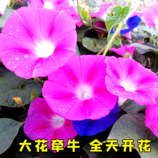 矮花籽重瓣垂吊矮牵牛花种子适合冬天种的花种 四季播种室内盆栽