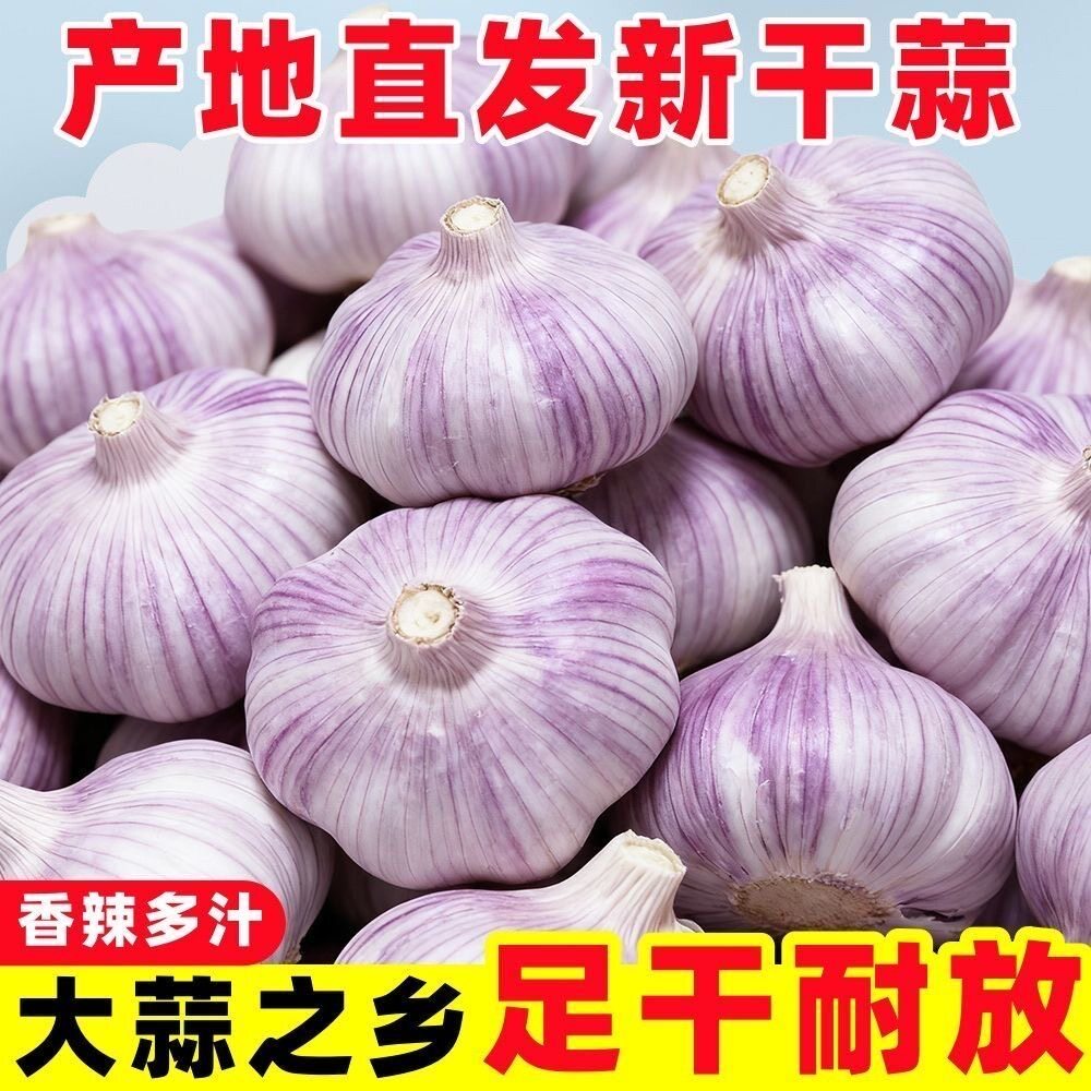 今年新干蒜大蒜头不是独蒜是白皮多瓣蒜特大蒜新蒜3斤5斤带箱称重