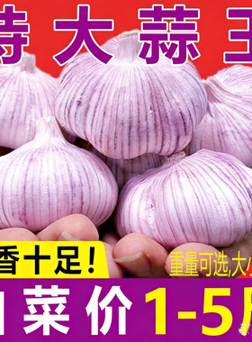 今年新干蒜大蒜头紫白皮新鲜蒜头蔬菜紫皮大蒜种子2500克带箱重
