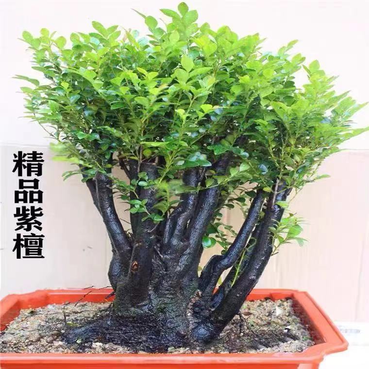 品名贵小叶檀香紫檀树 黑骨茶黑檀木盆景树桩植物盆栽室内桌面绿