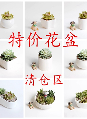新品桌面白色陶瓷盆肉肉植物简约白瓷多肉盆绿植花卉迷你花盆瓷盆