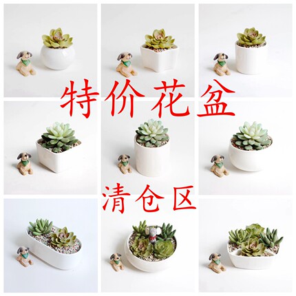 新品桌面白色陶瓷盆肉肉植物简约白瓷多肉盆绿植花卉迷你花盆瓷盆
