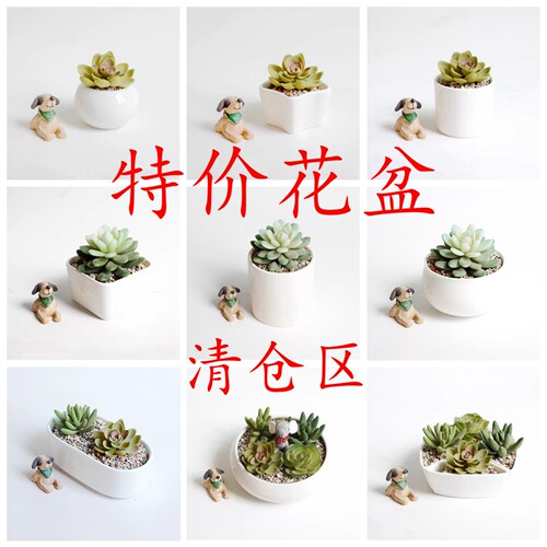 新品桌面白色陶瓷植物简约小花盆