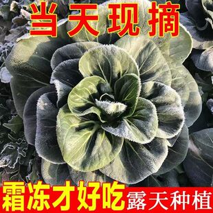 5斤包邮新鲜现摘露天霜冻苏州青菜矮脚太湖菜大青菜油菜黑菜软糯