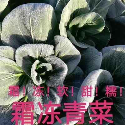 5斤包邮新鲜现摘露天霜冻苏州青菜矮脚太湖菜大青菜油菜黑菜软糯