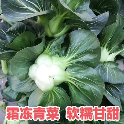 5斤矮脚青菜露天现摘现发包邮
