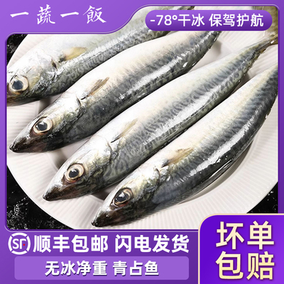 大号青占鱼鲐鲅鱼新鲜冷冻青花鱼鲅鱼马鲛鱼海鱼青鱼鲭鱼顺丰包邮