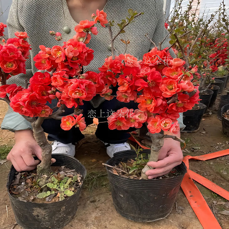 长寿冠海棠盆栽四季海棠花日本海棠盆景室内室外花卉绿植四季阳台