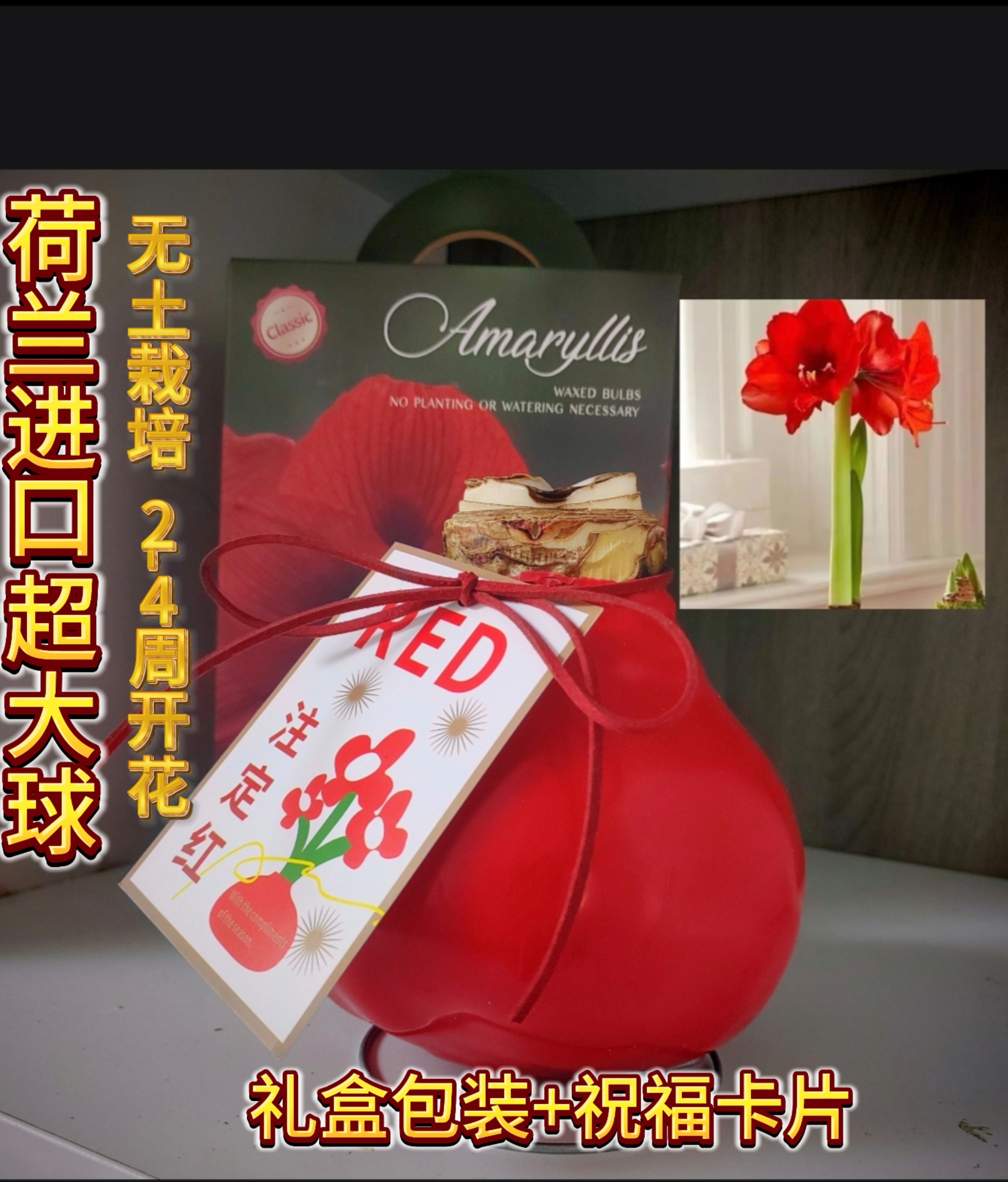 亏本清货上海种业进口石蜡腊封朱顶红超大球无水栽培全国包邮