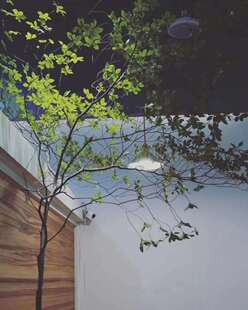 批发顺丰 进口日本吊钟鲜切花植物网红水培绿植春天好养耐养 包邮