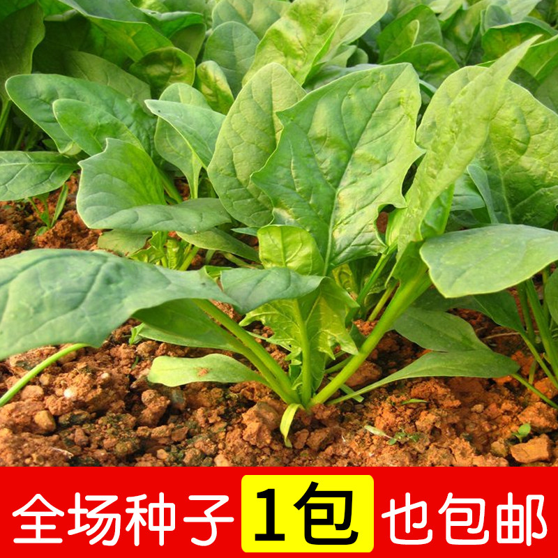 Large leaf spinach Vegetables seed Rapeseed Balcony vegetables Potted plant High Softcoverin the Flower delivery/Flowers simulation/Plants gardening , Flowers/Fruits and vegetables/Lawn seed (New) , Home &amp; Garden Seeds  category - from Buy2taobao.com to provide professional Taobao agent buy service