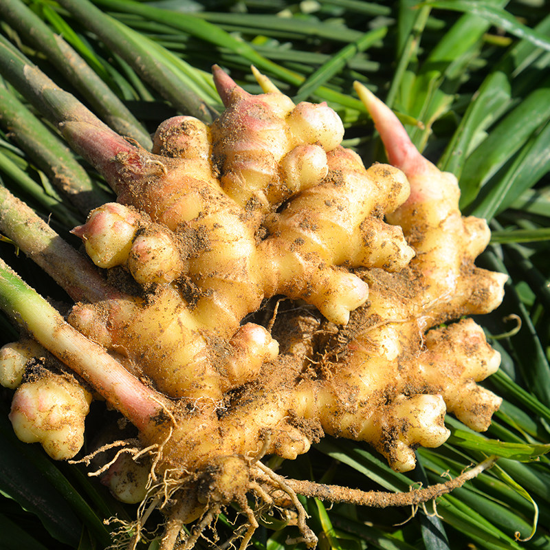新鲜小黄姜云南农家自种新姜嫩姜仔姜月子姜新鲜蔬菜包邮香辣腌制
