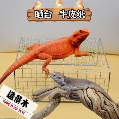 爬宠鬃狮蜥蜴晒台爬箱牛皮纸
