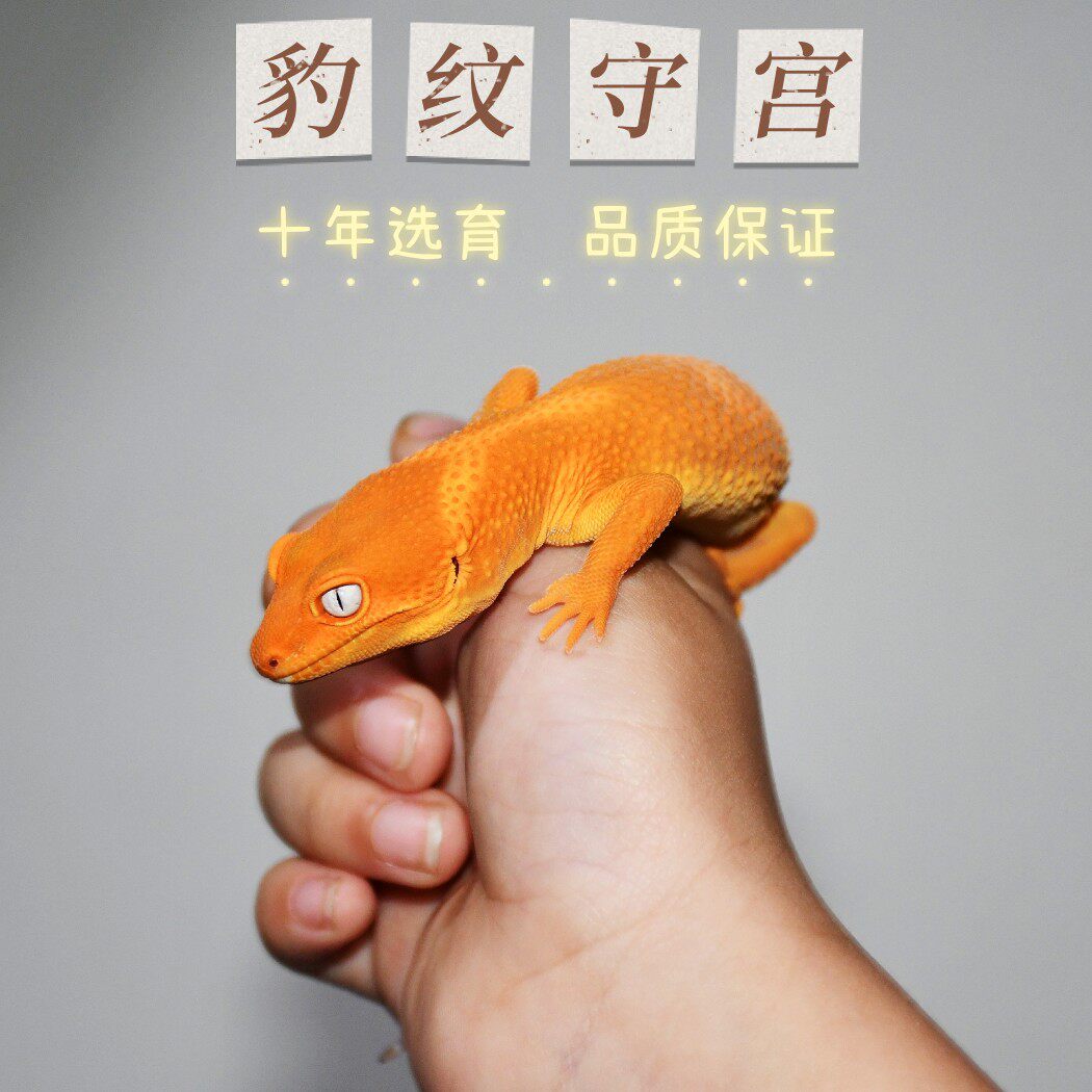 柠檬霜豹纹守宫肥尾爬虫小异宠温顺可爱萌幼成体好养另类网红蜥蜴