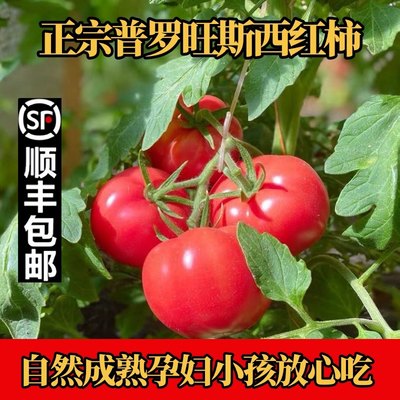 【5A品质】普罗旺斯沙瓤生吃番茄