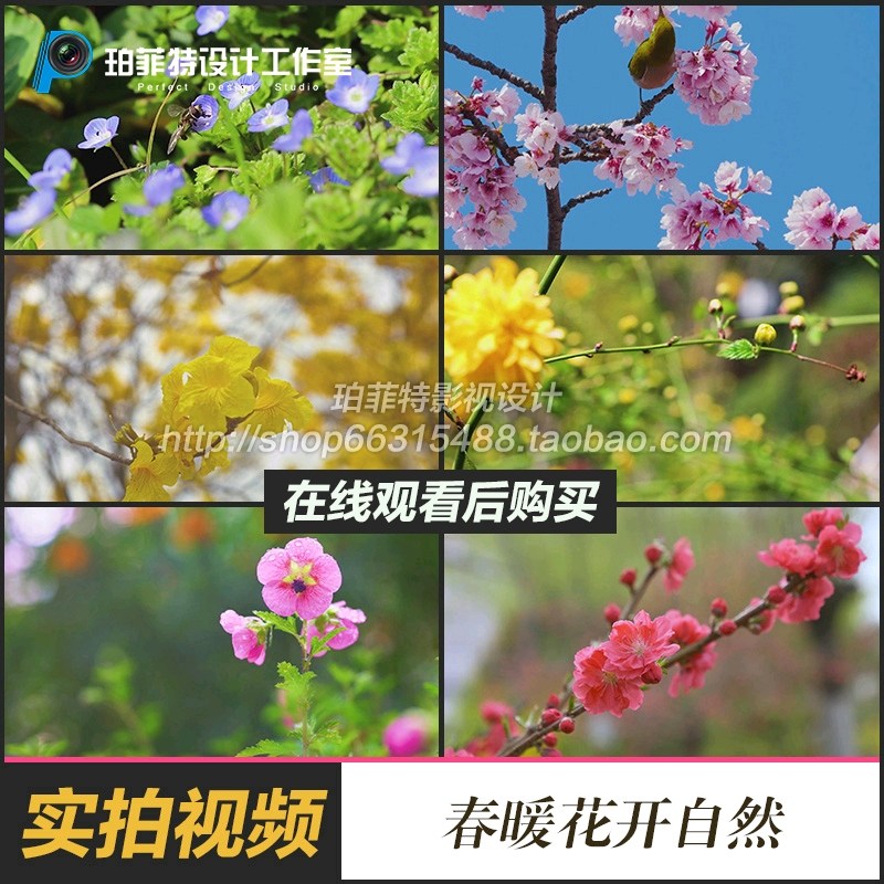春暖花开自然花草黄色风铃花蜜蜂棣棠花花树枝黄鹂鸟实拍视频素材