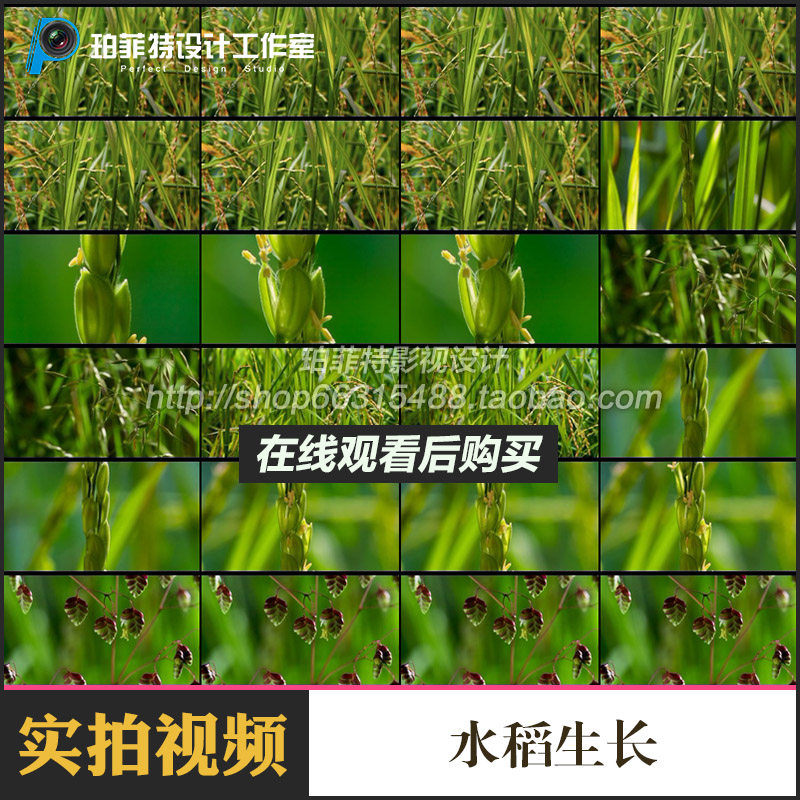 水稻生长植物发芽生长自然环境高清影视实拍视频素材