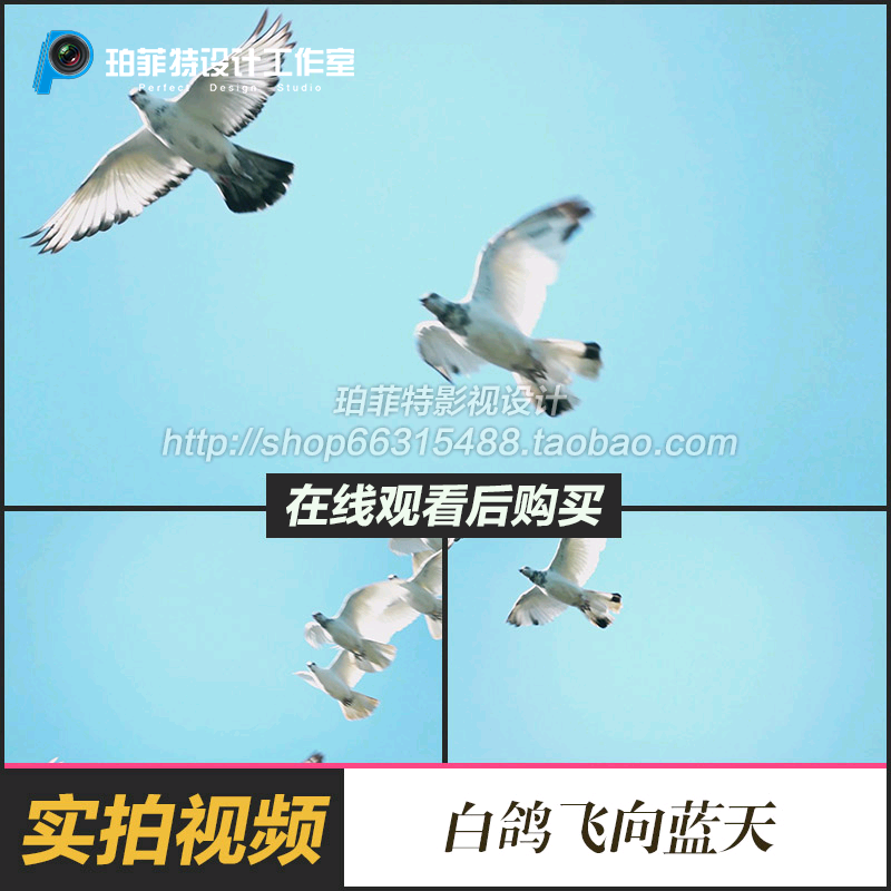 一群放飞白鸽鸽子飞向蓝天的超级慢镜头实拍视频素材