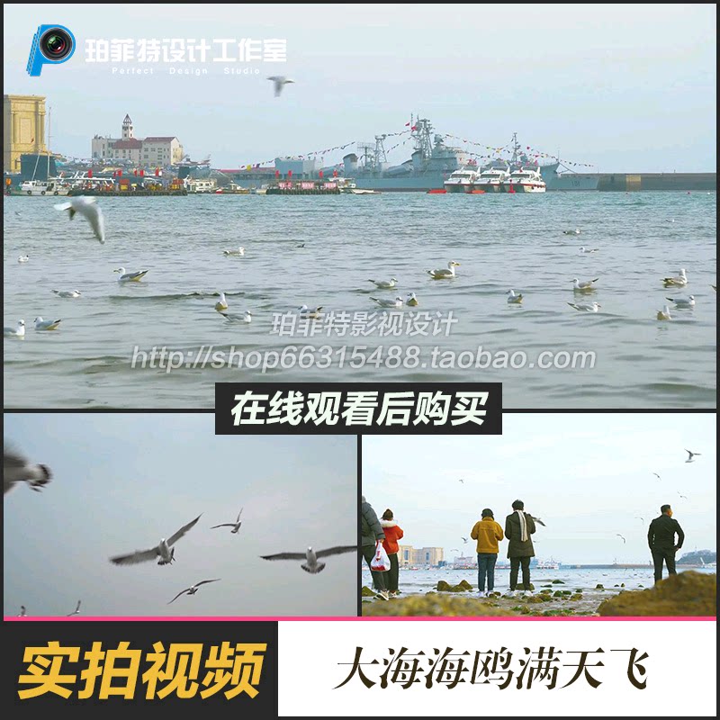 大海海上海鸥飞翔 海上大海蓝天白云海浪喂海鸥满天飞视频素材