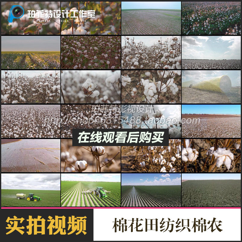 棉花田纺织棉农棉花朵朵棉田航拍棉纺高清实拍剪辑视频素材