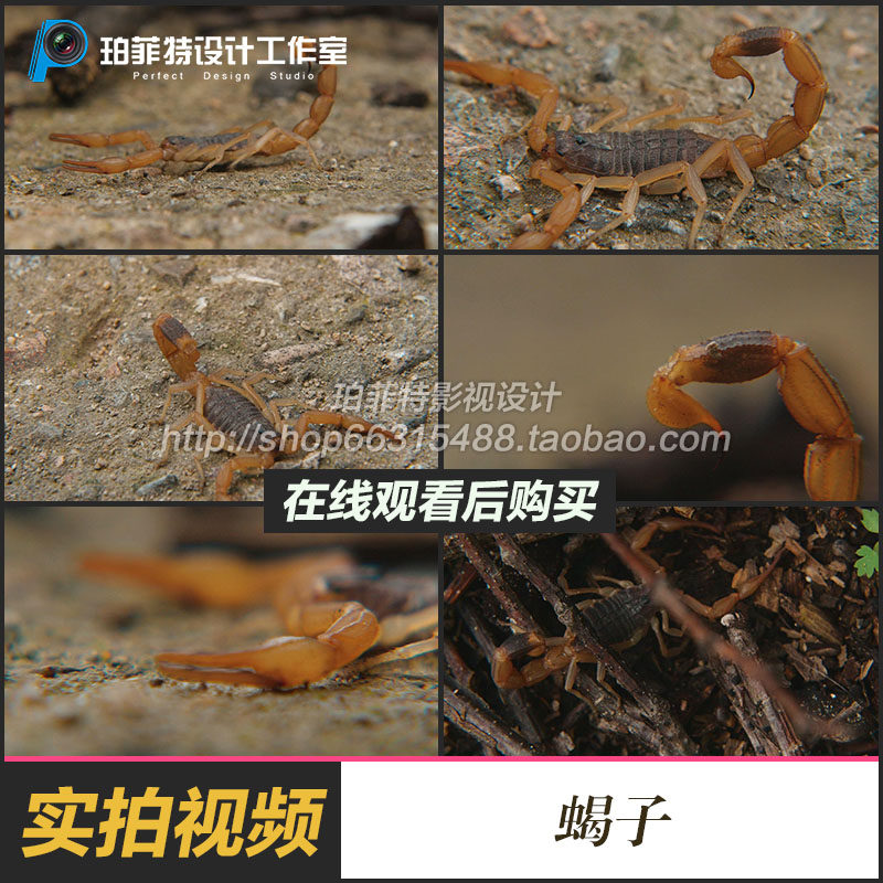 实拍毒蝎子钳子尾巴动物视频素材