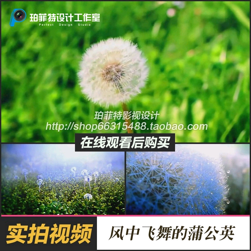 拍素材唯美摄影 风中飞舞的蒲公英大自然美景美丽风光风景高清实