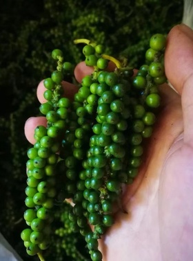 新鲜青胡椒绿胡椒越泰餐厅用猪肚鸡煲汤料Fresh Green Pepper