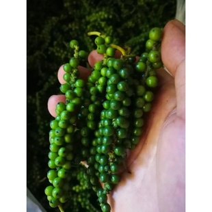 新鲜青胡椒绿胡椒越泰餐厅用猪肚鸡煲汤料Fresh Pepper Green