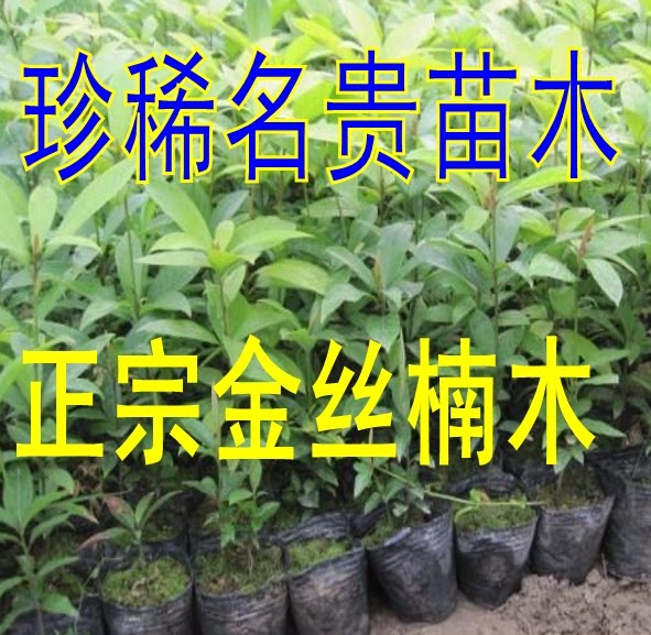 金丝楠木降香小叶紫檀黄花梨树苗