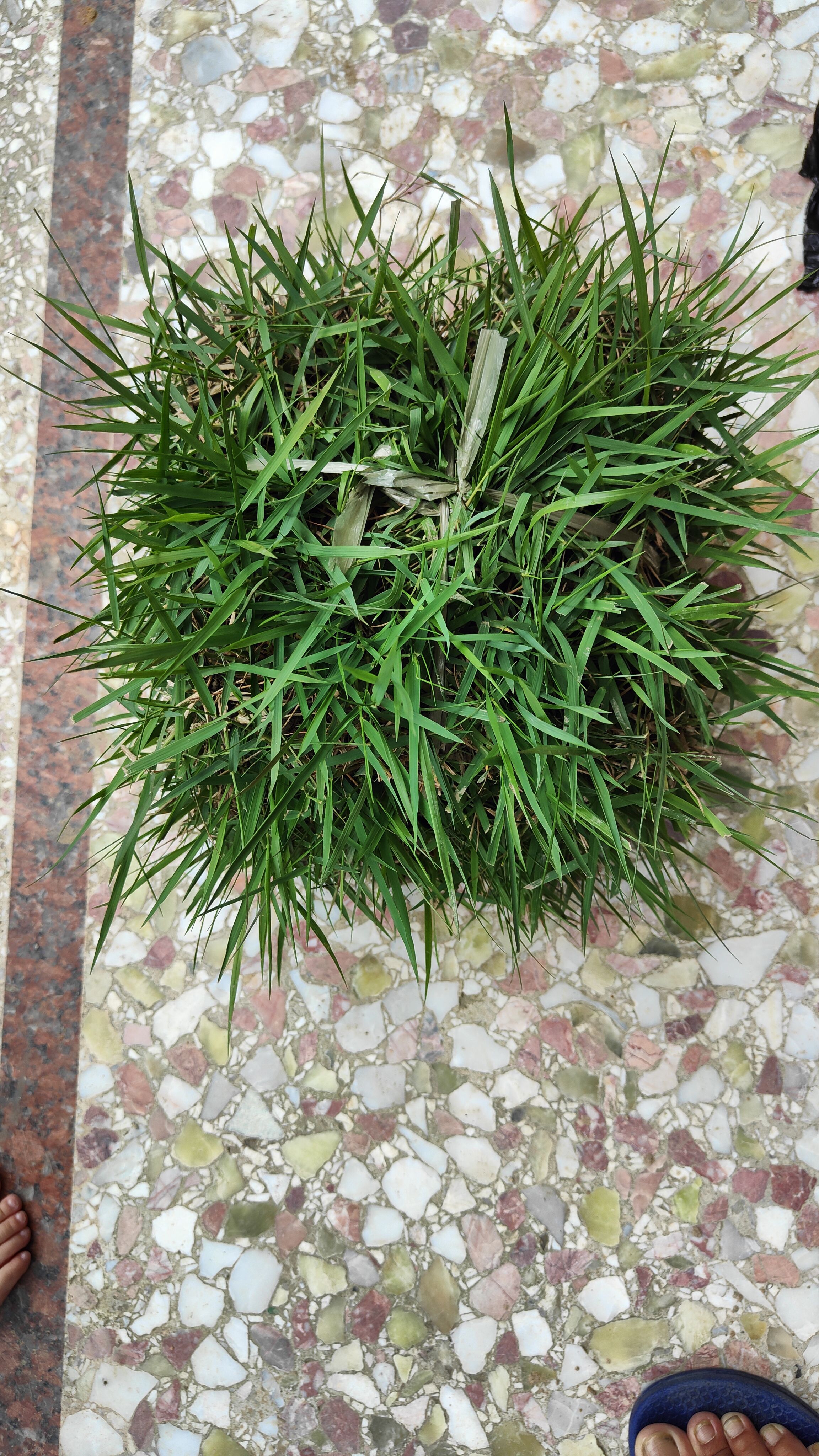 兰引3号草皮,风水宝地专用,别墅花园物业铺垫广东发货