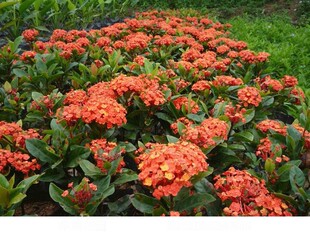 易活阳台室内花卉盆栽 龙船花 龙船花苗 仙丹花百日红 山丹英丹花