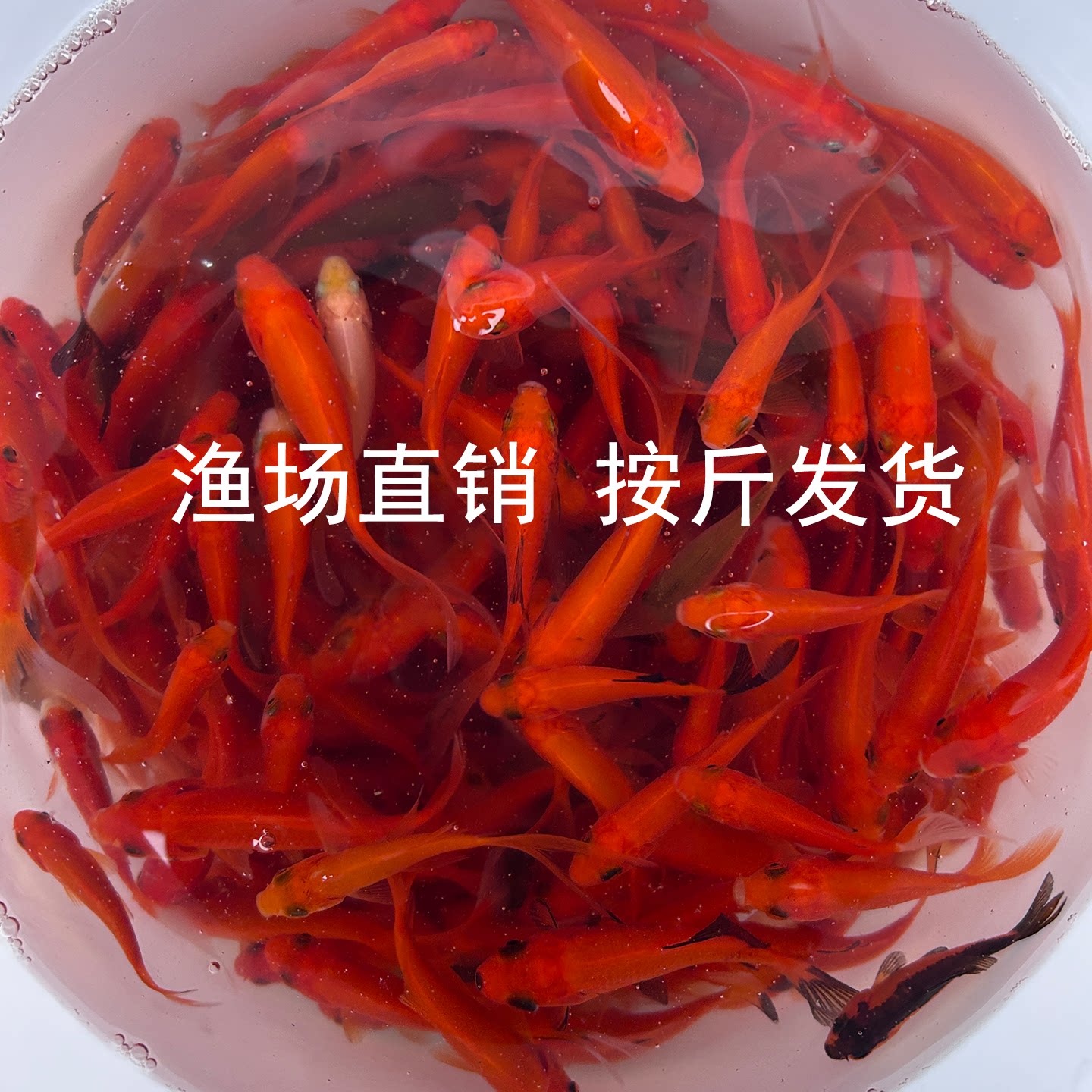 草金鱼冷水鱼按斤饲料鱼小金鱼观赏鱼红草鱼锦鲤好养耐活小型鱼