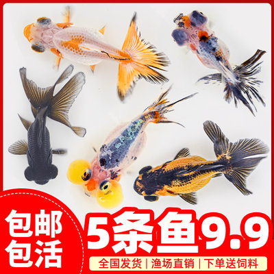 豫靓金鱼活体冷水小型包邮