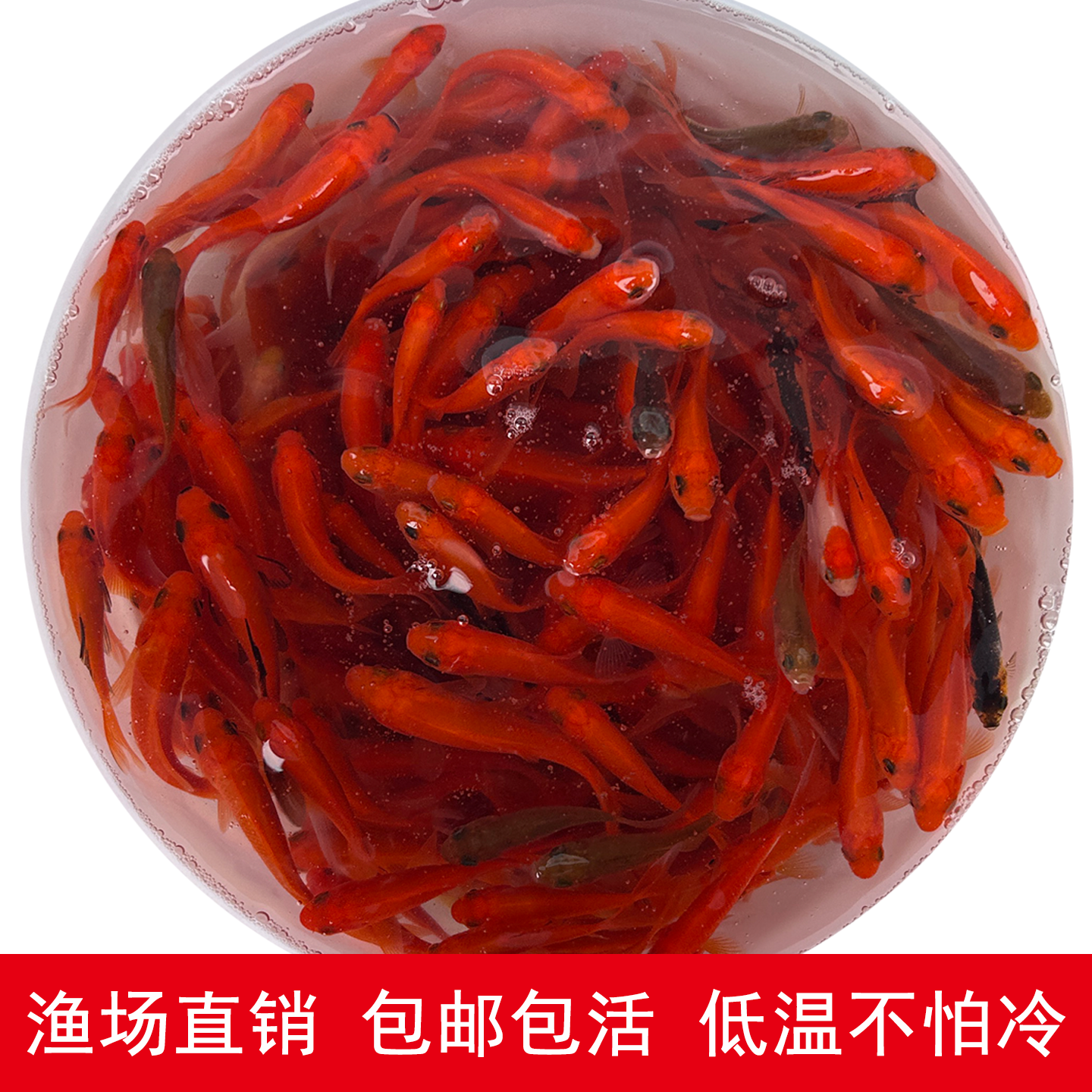 红草鱼草金鱼活鱼观赏鱼活体淡水冷水鱼锦鲫锦鲤鱼鱼捞鱼钓鱼