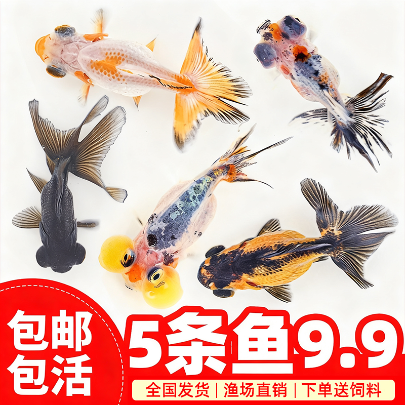 豫靓金鱼活体冷水小型包邮